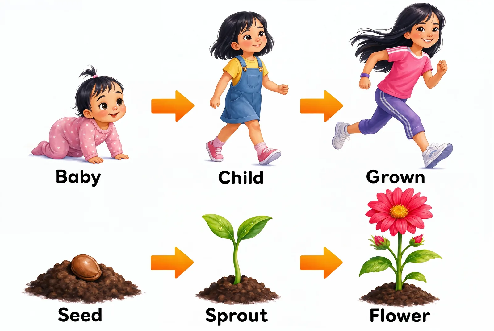 Living things grow and change — baby to adult, seed to flower.