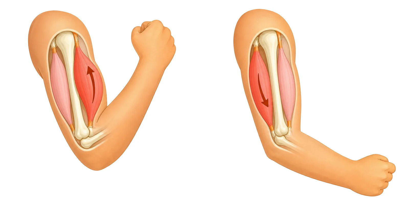 Biceps and triceps working as a pair — one pulls while the other relaxes.